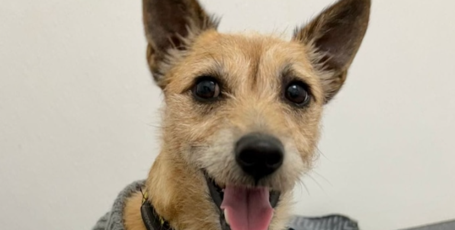 Собаку нашли в аэропорту спустя 17 дней, Джейсон Уотналл, Великобритания, Австралия