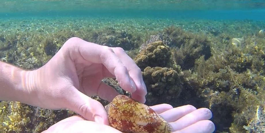 Чоловік знайшов під водою гарну мушлю, насправді виявилось, що це конусний равлик, в чому його особливість