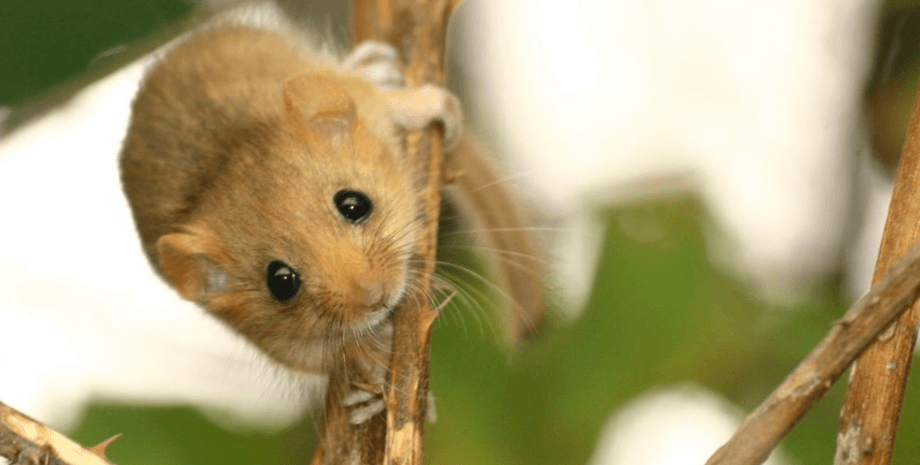 Лескушка рыжая