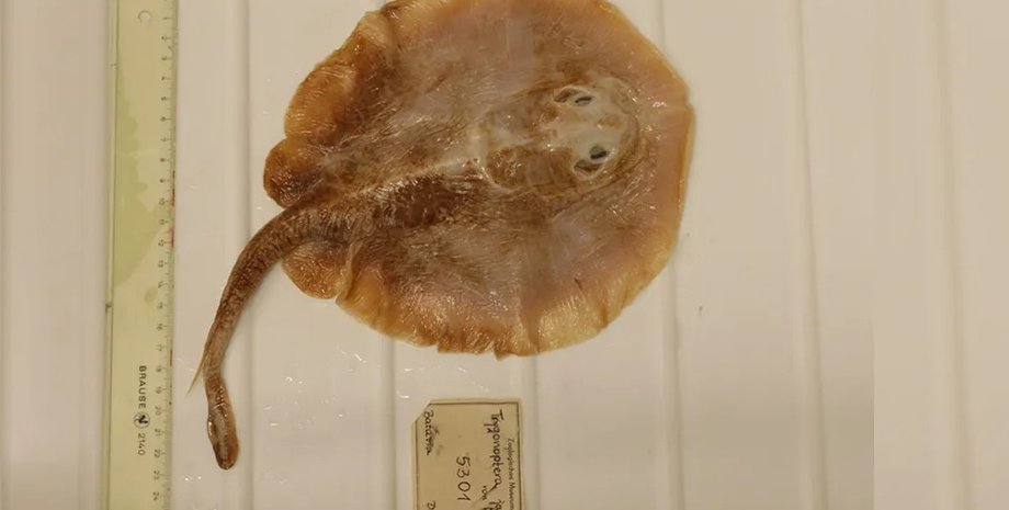 яванський скат, яванський скат зник, скат зник