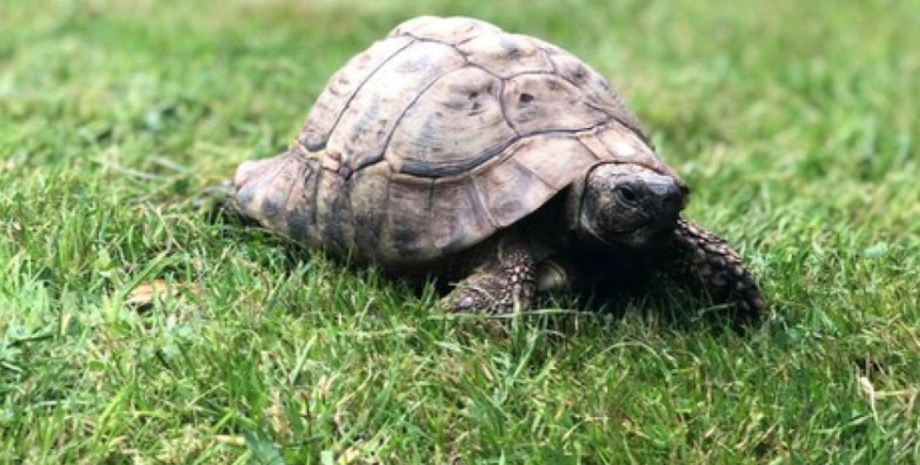 Черепаха Баттеркап черепаха, домашнее животное, семья