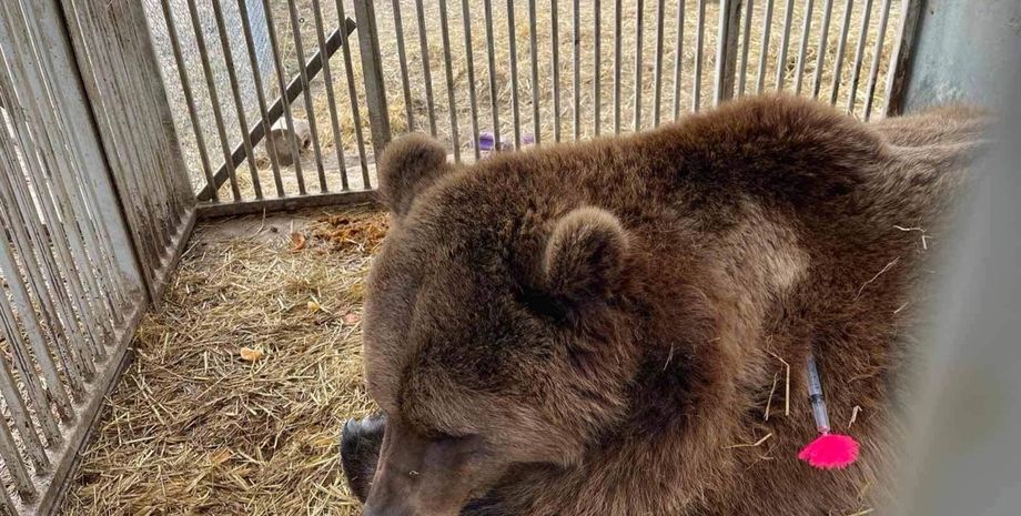 медведи, медвежий приют, защита медведей, спасение медведей, приют белая скала, домажир, приют домажир, домажир медведи