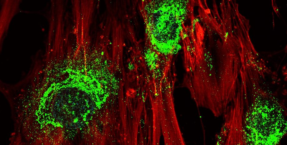 Стволовые клетки