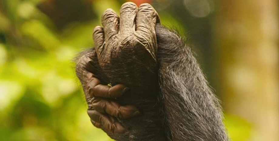 самки бонобо