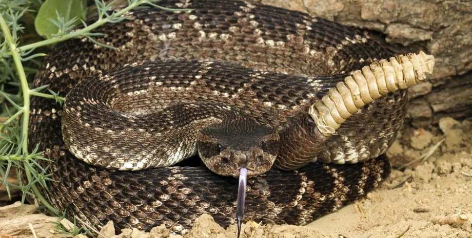 гремучая змея погремушка