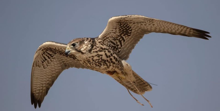 Фото: Saudi Falcon Club