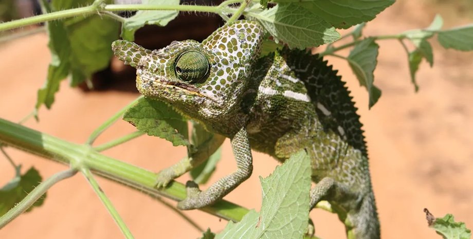 ящірка, хамелеон лабораторія