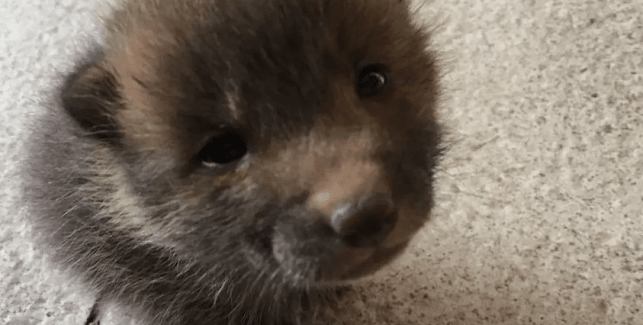 Мужчина принял лису за щенка, щенок, лиса, лисенок, лиса по имени Луна, животные, соцсети, курьезы,