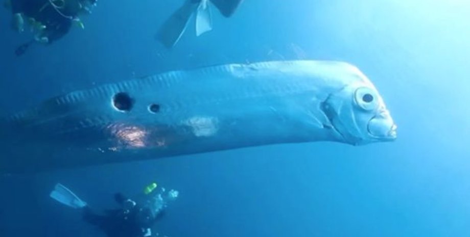 Рыба-землетрясение, рыба-весло, рыба, редкая рыба, предсказывает землетрясение, длинная рыба, укус акулы, дайверы