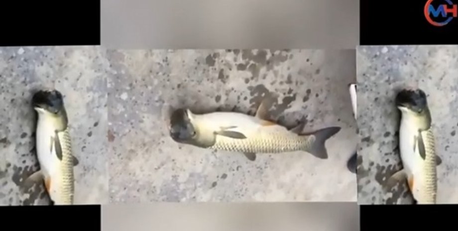 Фото: кадр из видео