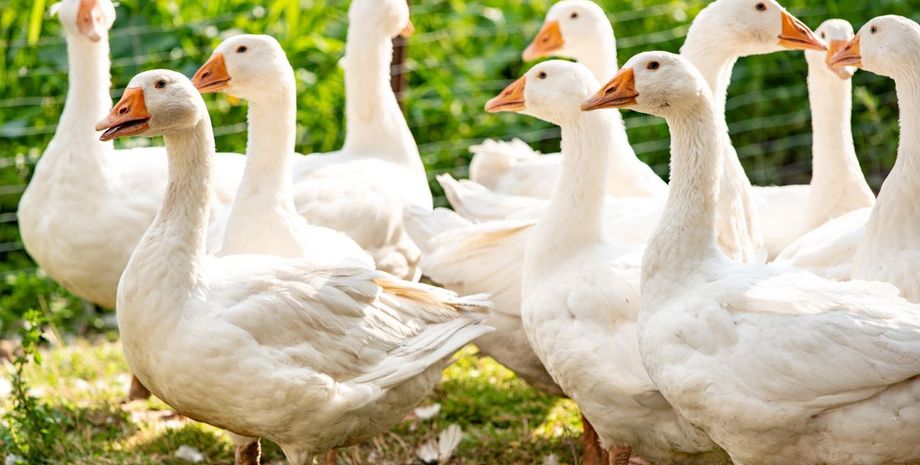 Смелый охранник с крыльями: гусь не пустил курьера на ферму (видео)