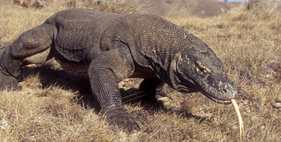 Комодский варан