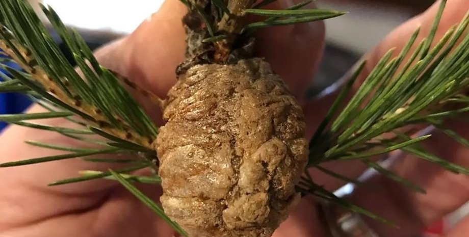 ялина, сосна, наріст на сосні, наріст на ялині