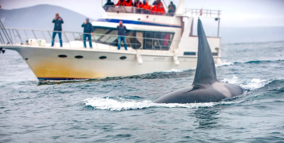 косатки, лодка, нападение косаток
