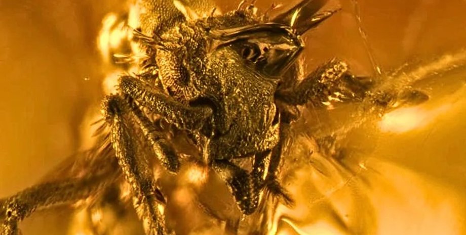 Муравей в янтаре