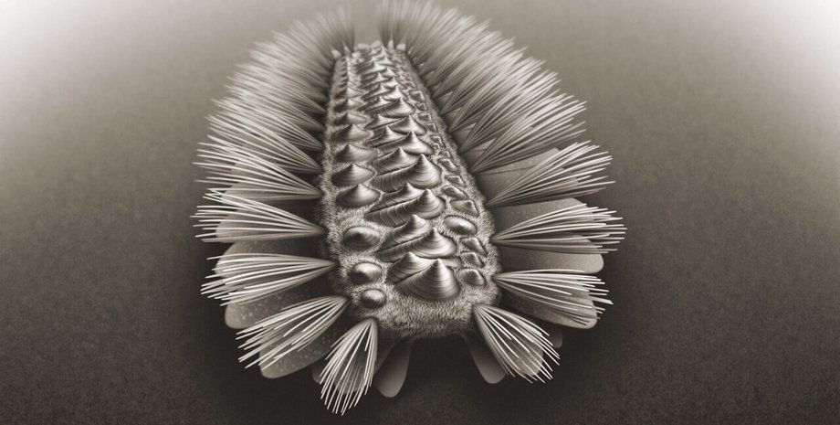 Wufengella, рисунок, фото