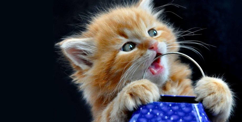 Фото из открытых источников