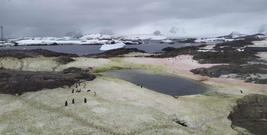 Национальный антарктический научный центр, снег изменил цвет, антарктида