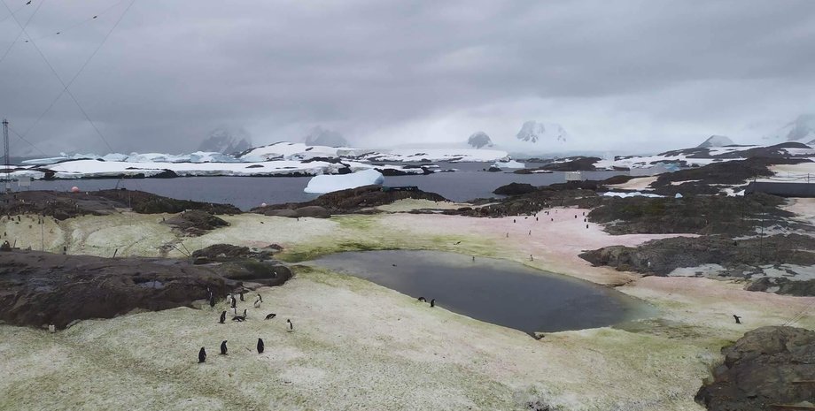 Национальный антарктический научный центр, снег изменил цвет, антарктида