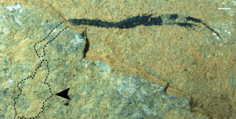 рибоподібна істота, скеля, скам'янілість, фото