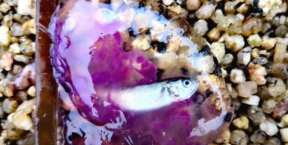 У берегов Британии нашли странную прозрачную медузу рыба в теле медузы