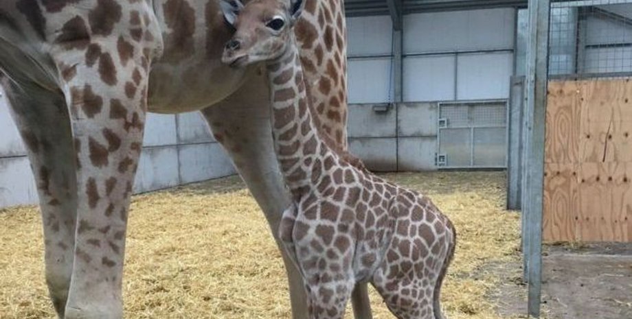 Новорожденный жираф / Фото: Cumbria Zoo Company
