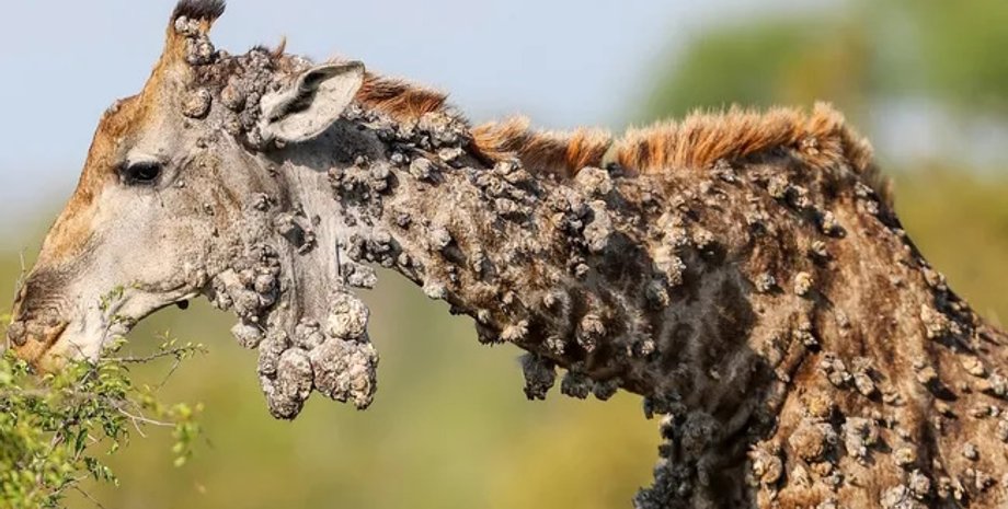 жираф, жираф нарости, жираф вірус