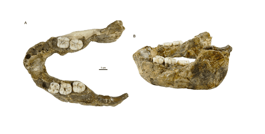 Paranthropus capensis, щелепна кістка, скам’янілість, вид, горила, зуби, гомініни, еволюція, SK 15, відкриття, Homo