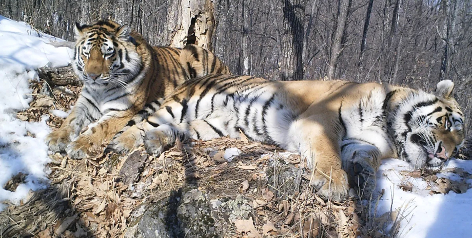 тигри, амурські тигри, тигри борис і світла