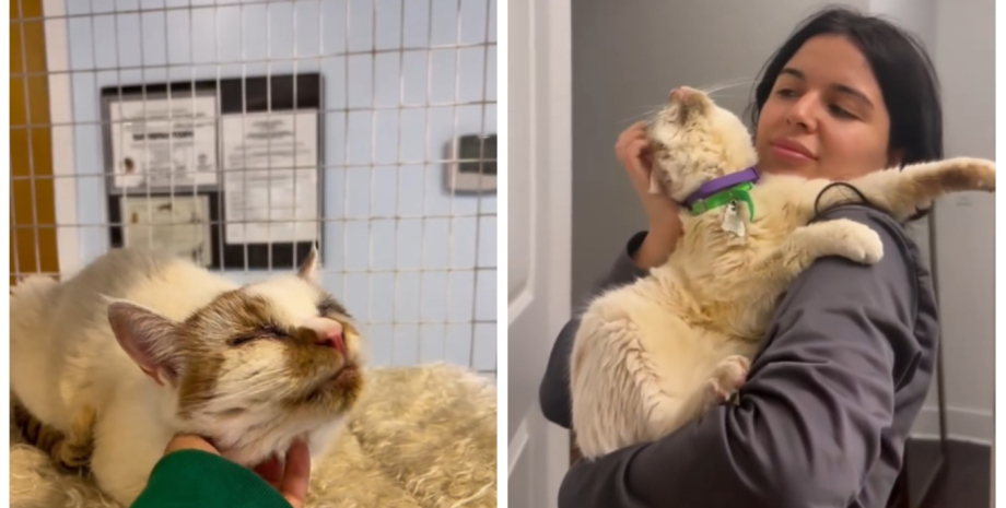 История Красти и Аланны стала вирусной в сети Котика отказывались забирать из приюта и игнорировали все: одна незнакомка рискнула