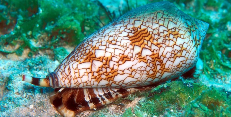 конусная улитка, улитка конус