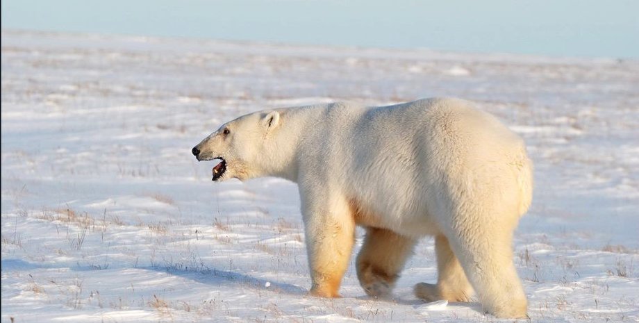 ДНК, анализ, ученые, белые медведи, популяция, расход, след, снег, вид, исчезновение, генетический материал, пол, идентификация, природа, Арктика, исчезающий вид