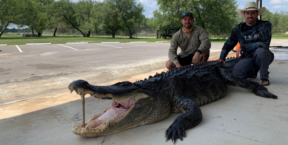 аллигатор фото, Самый большой аллигатор, охота на аллигаторов, охота на крокодилов, охота на крокодилов Техас