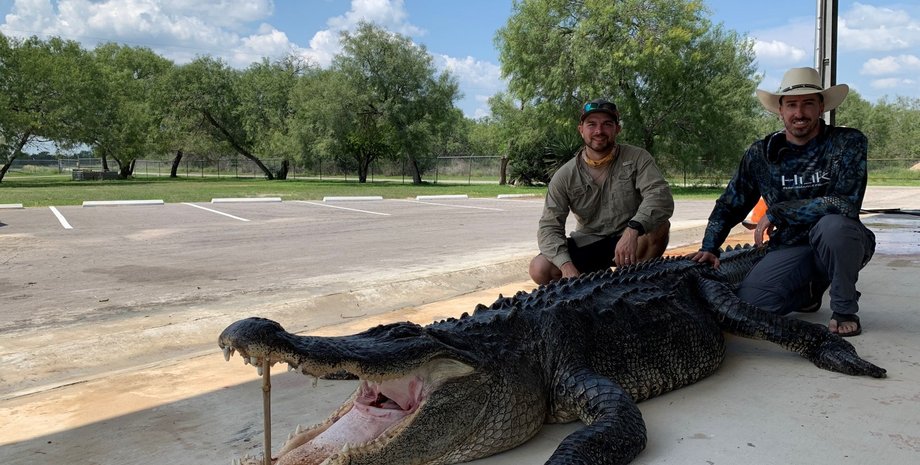 аллигатор фото, Самый большой аллигатор, охота на аллигаторов, охота на крокодилов, охота на крокодилов Техас