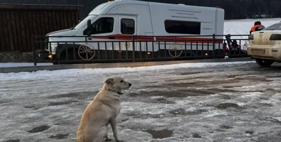 Собака Белка четыре дня ждала на берегу реки Уфы своего хозяина, который утонул