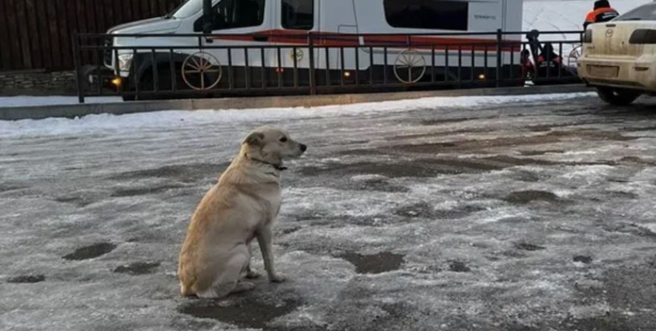 Собака Белка четыре дня ждала на берегу реки Уфы своего хозяина, который утонул