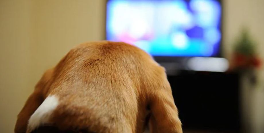 Хозяйка не могла поверить своим глазам, когда увидела, что смотрит ее пес по телевизору, когда ее нет дома