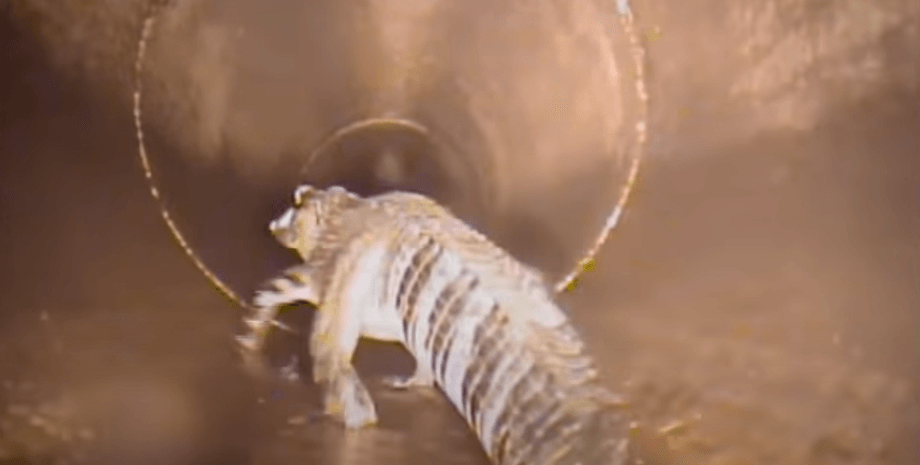 аллигатор канализация