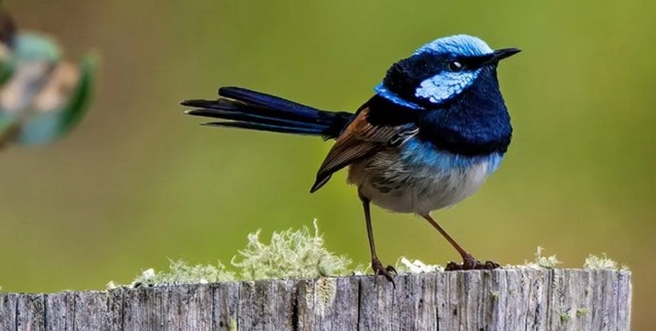 Прекрасный расписной малюр, Malurus cyaneus