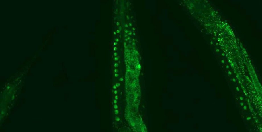 черв'яки, нематоди