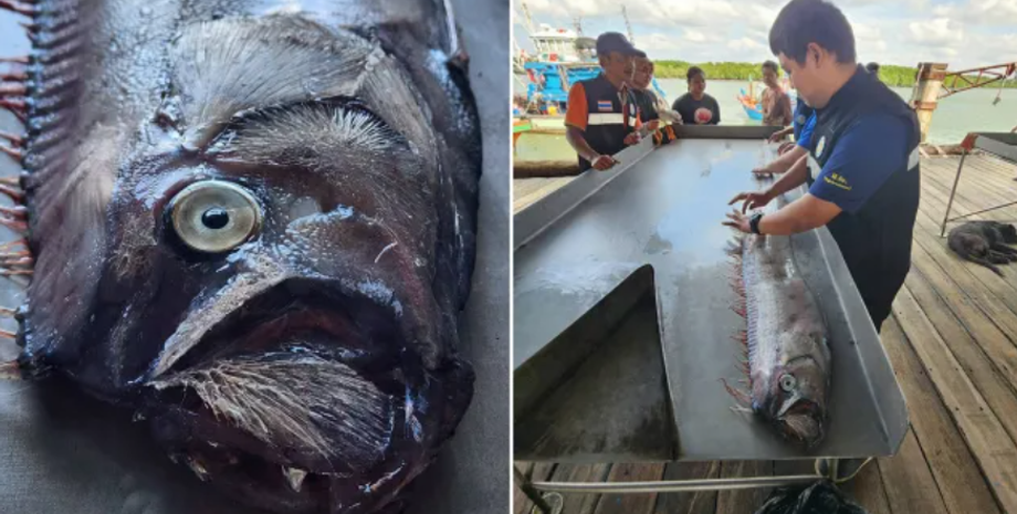 Риба-землетрус, оселедцевий король, Таїланд, рибалки, катастрофи, символ біди, передвісниця, міфологія, забобони