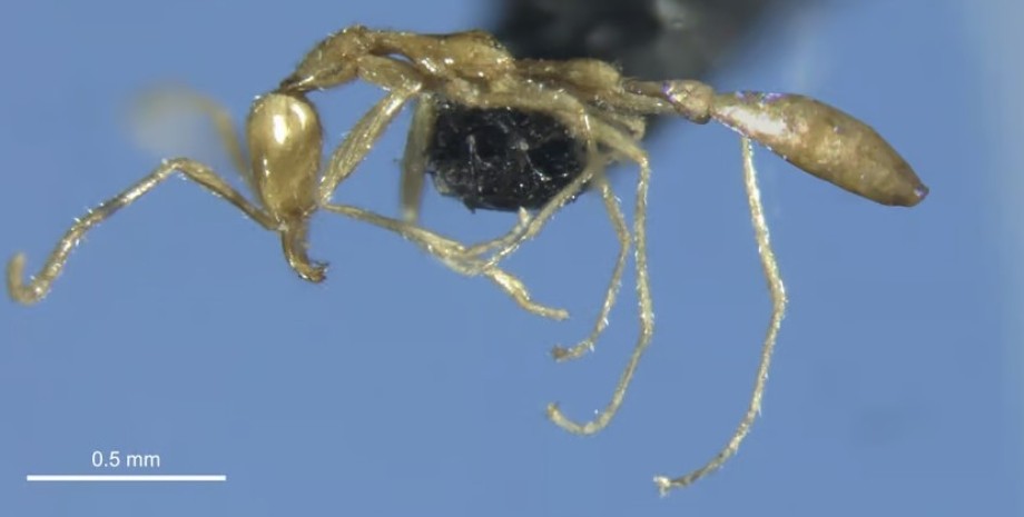 мураха, новий вид мураха