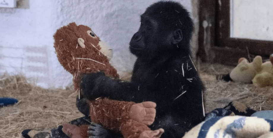 Детеныш гориллы Детеныш гориллы