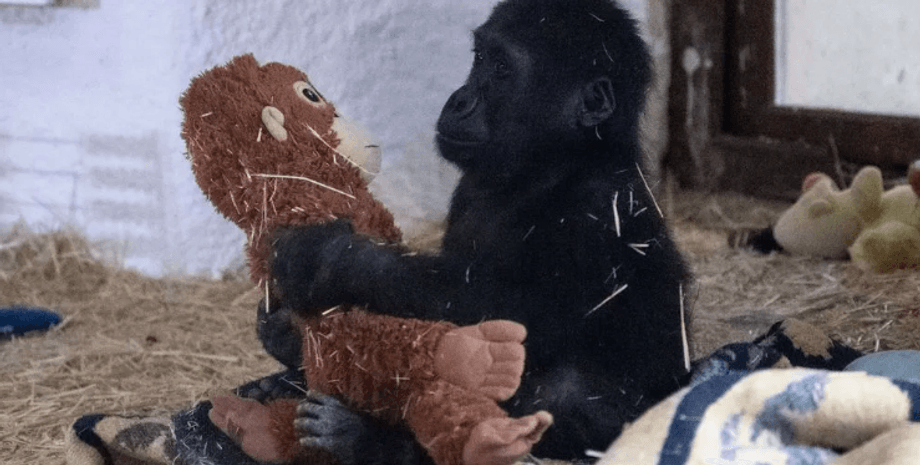 Дитинча горили