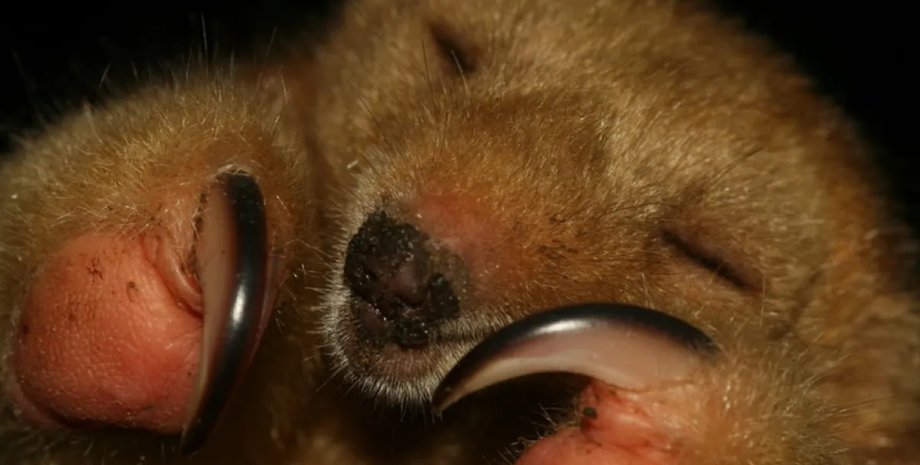 шовковистий маленький мурахоїд