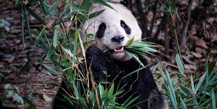 Большая панда, лес, листья