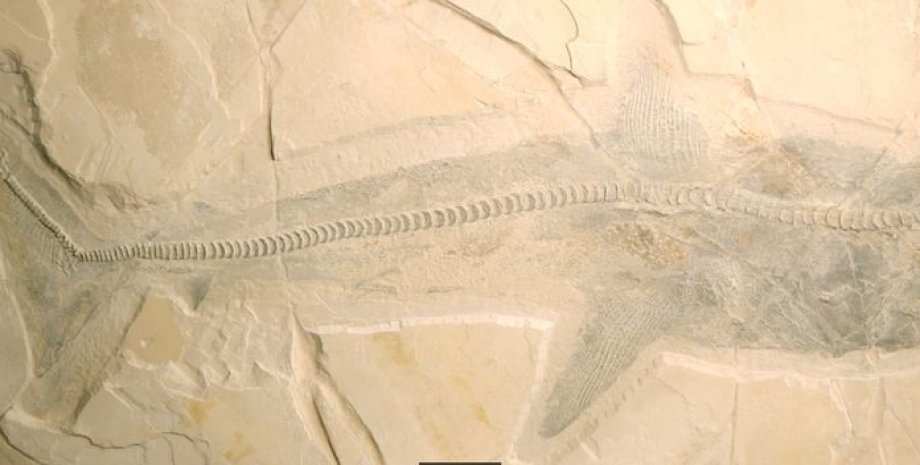 стародавня акула Ptychodus