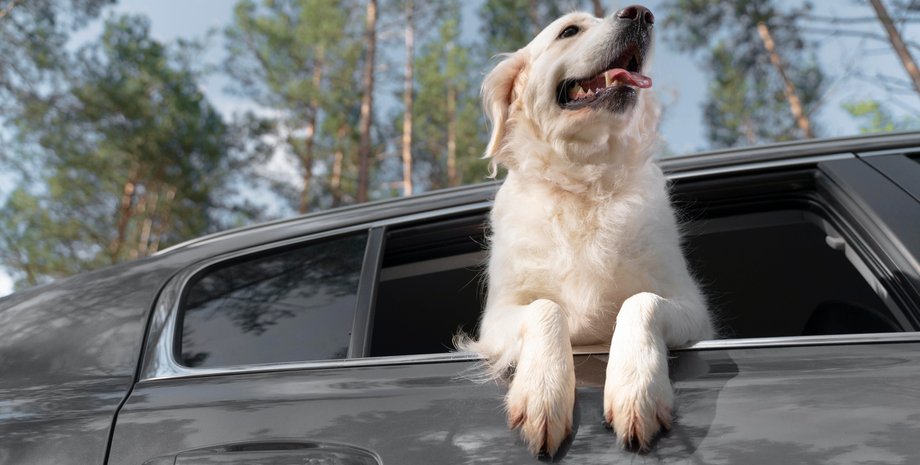 собака, автомобиль, поездка