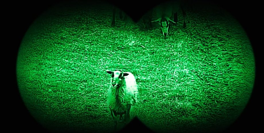 новости украины, новости польши, овцы, стало овец, граница с Украиной, пограничники