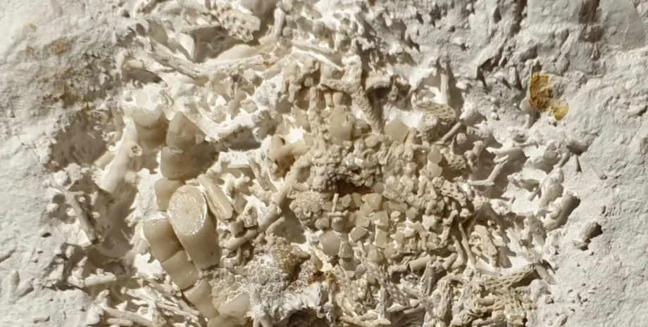 Находку идентифицировали как окаменевшую рвотную массу